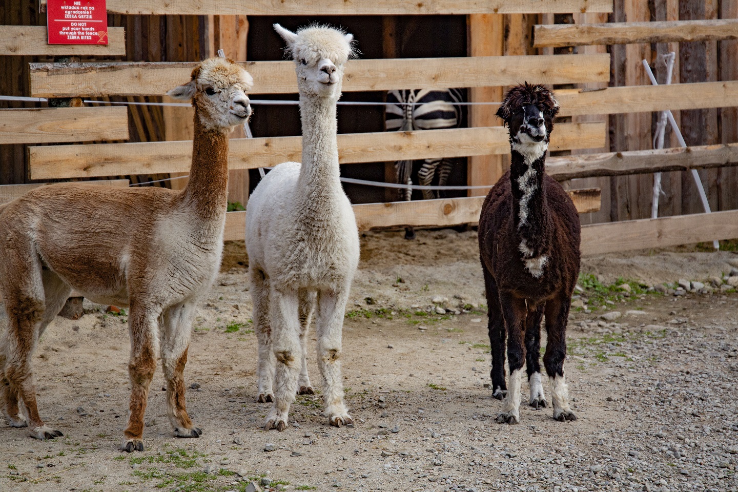 Tatrzańskie Mini ZOO – atrakcje Zakopane